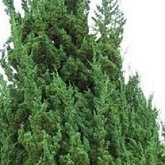Можжевельник китайский "Робуста Грин" (Robusta Green)