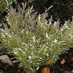 Можжевельник горизонтальный "Андорра Вариегата" (Andorra Variegata)
