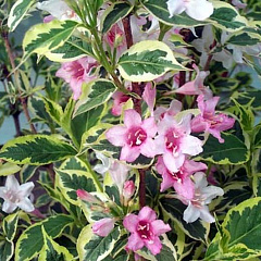 Вейгела цветущая "Нана Вариегата" (Nana Variegata)